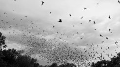 many bats flying in the sky