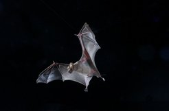 bat flying