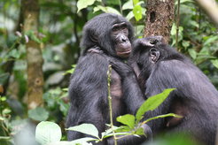 Two wild female bonobos are engaged in grooming, which promotes bonding between individuals.