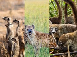 The study spanned meerkats in the Kalahari desert, spotted hyenas in Kenya’s savanna, and coatis in Panama’s rainforest.