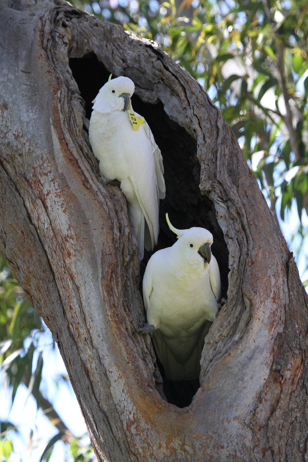 <strong>Ontogeny and cognitive evoluti</strong><strong>on in cockatoos</strong>