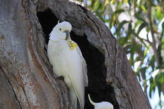 <strong>Ontogeny and cognitive evoluti</strong><strong>on in cockatoos</strong>