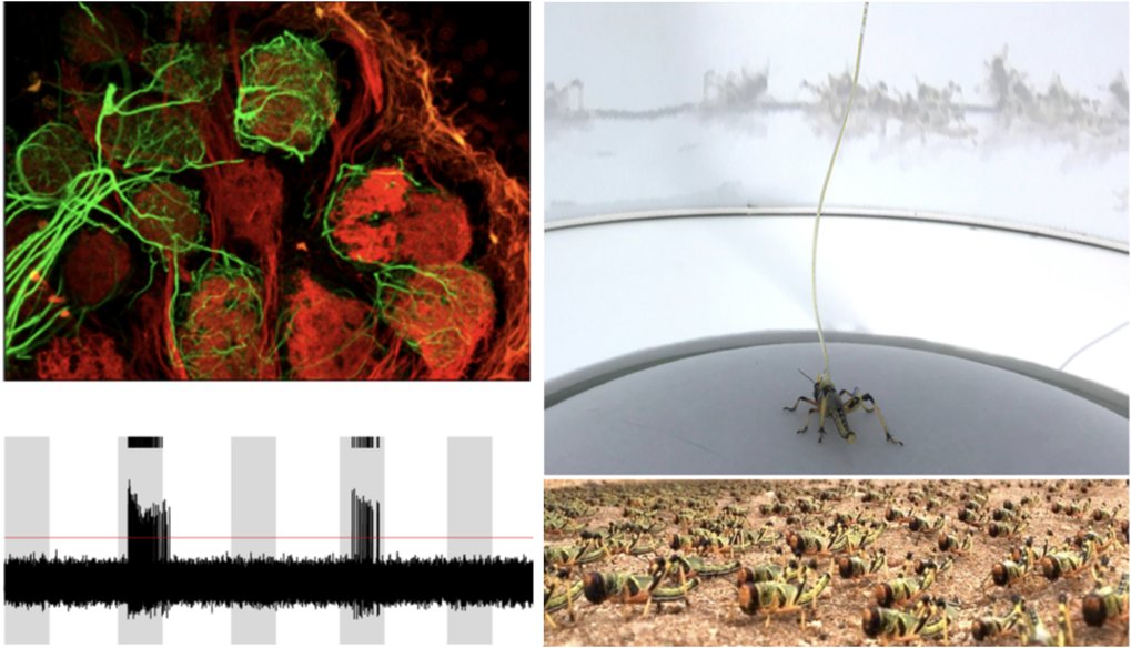 Sensory integration and decision making in insect groups