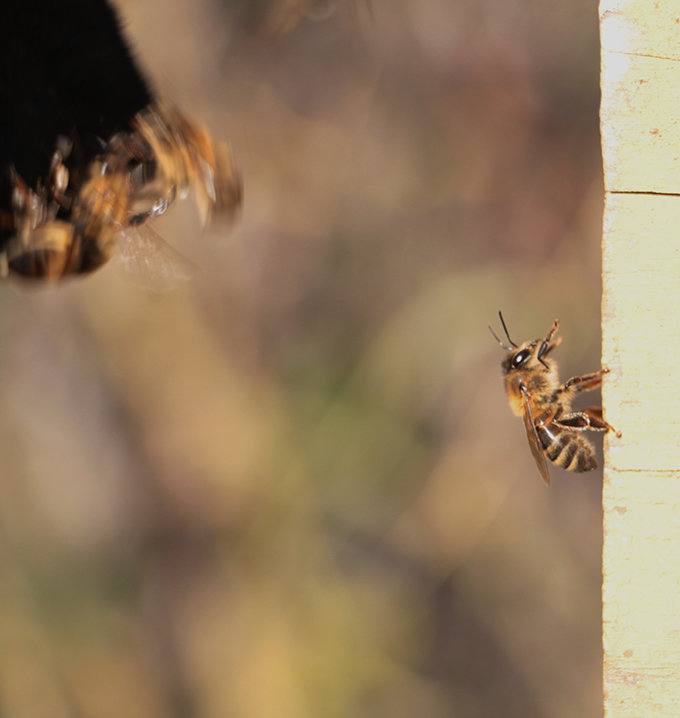 Self-organization during honeybee colony defence