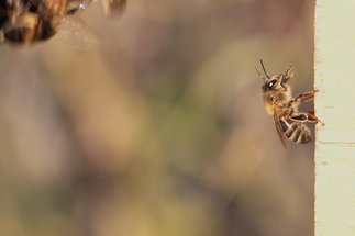 Self-organization during honeybee colony defence