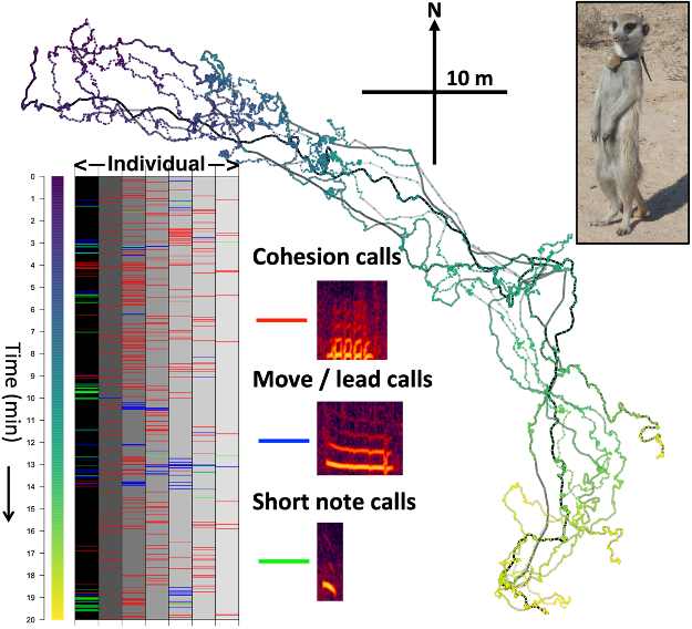 Quantitative analysis of acoustic communication and collective behavior in animal groups