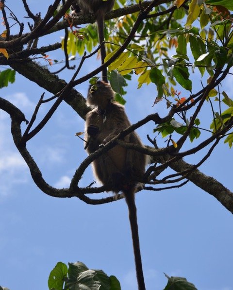 <strong>The cascading effects of climate change on primate food availability, behavior, and survival</strong>