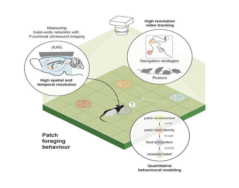 Foraging dynamics in natural environments