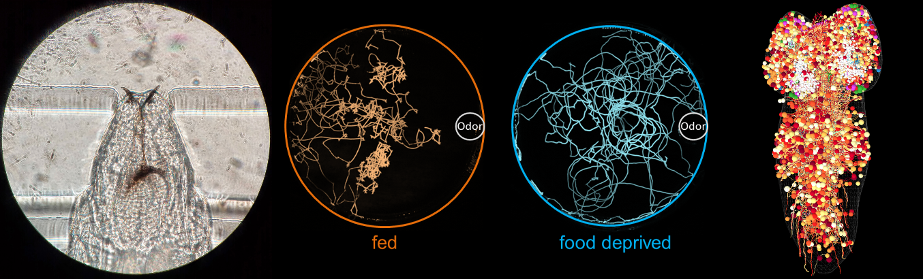 The neural basis of decision making in Drosophila larvae