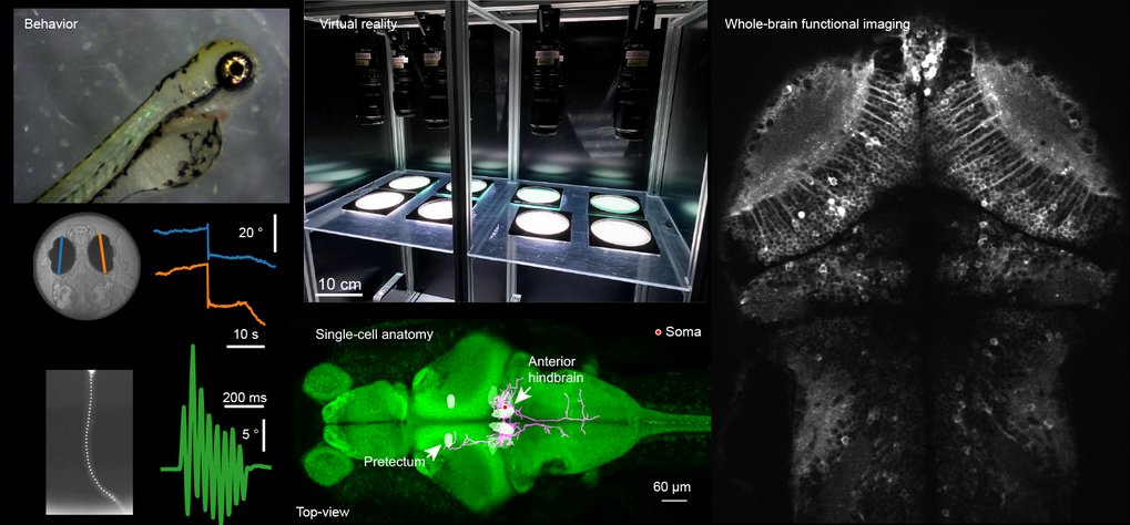 Neural basis of sensory integration and decision-making in zebrafish