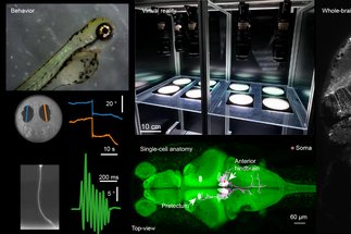 Neural basis of sensory integration and decision-making in zebrafish