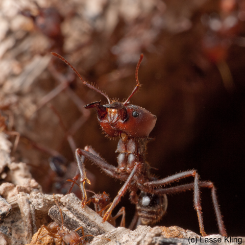 &lsquo;Frame of Mind&rsquo; and division of labor in social&nbsp;insects