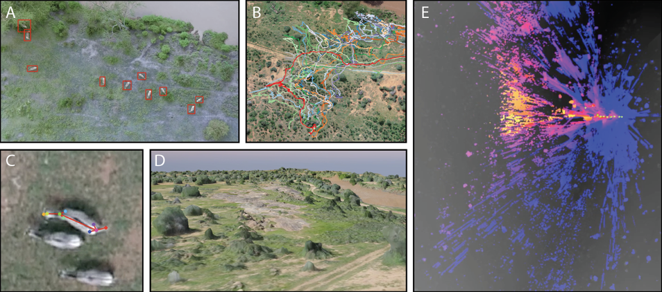 <strong>Collective Behavior for Conservation: Multi-scale Imaging of Endangered African Megafauna</strong>