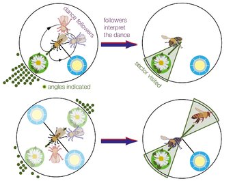 Follow the leader—propagation and resolution of incomplete social cues in  insects | IMPRS for Quantitative Behaviour, Ecology and Evolution