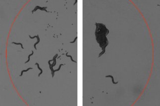 NEW: Collective behaviour of heterogenous nematode groups