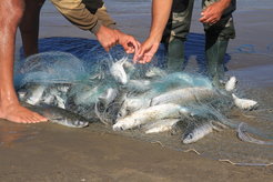 Net full of silver mullet