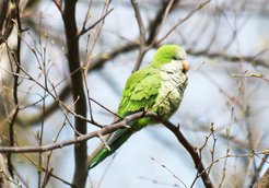 monk parakeet in a tree