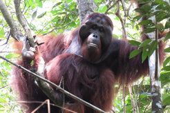 flanged male orangutan