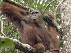 An unflanged male Bornean orangutan