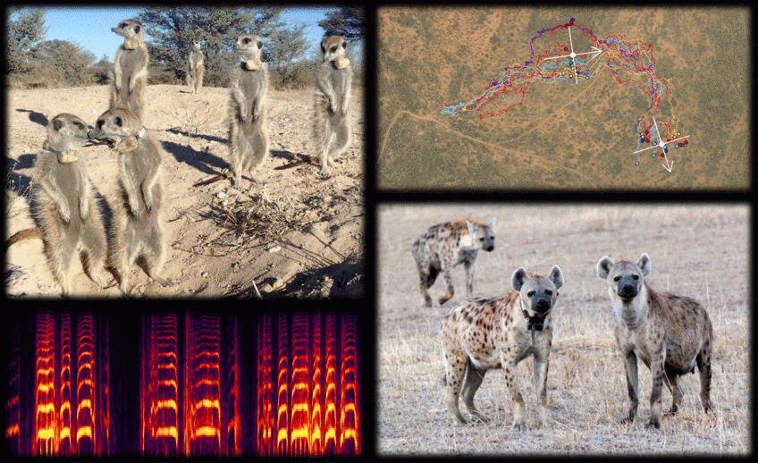 Analysis of Communication and Collective Behavior in Animal Groups