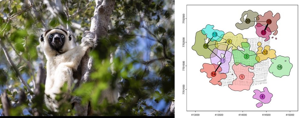 Social Foraging and Life at the Metabolic Edge