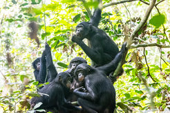 Bonobos are found only in Congo, but their population size across their range is not known