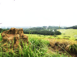 Salonga