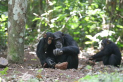 chimpanzee and infant