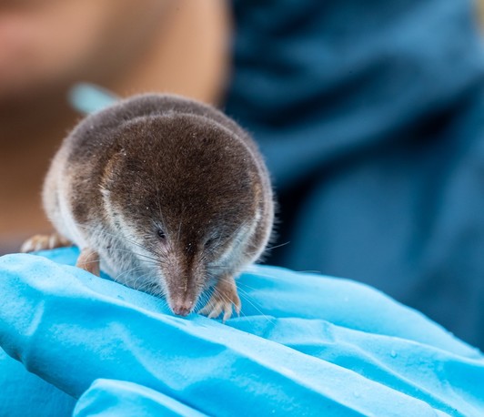 The shrew as a model for brain shrinkage without neurodegeneration" - Practice talk for a conference presentation The shrew as a model for brain shrinkage without neurodegeneration" - Practice talk for a conference presentation